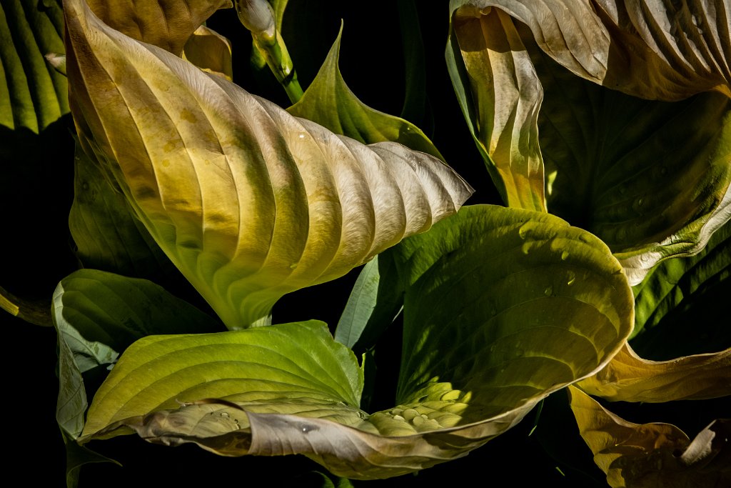 D85_1240.jpg - Unhappy Hosta