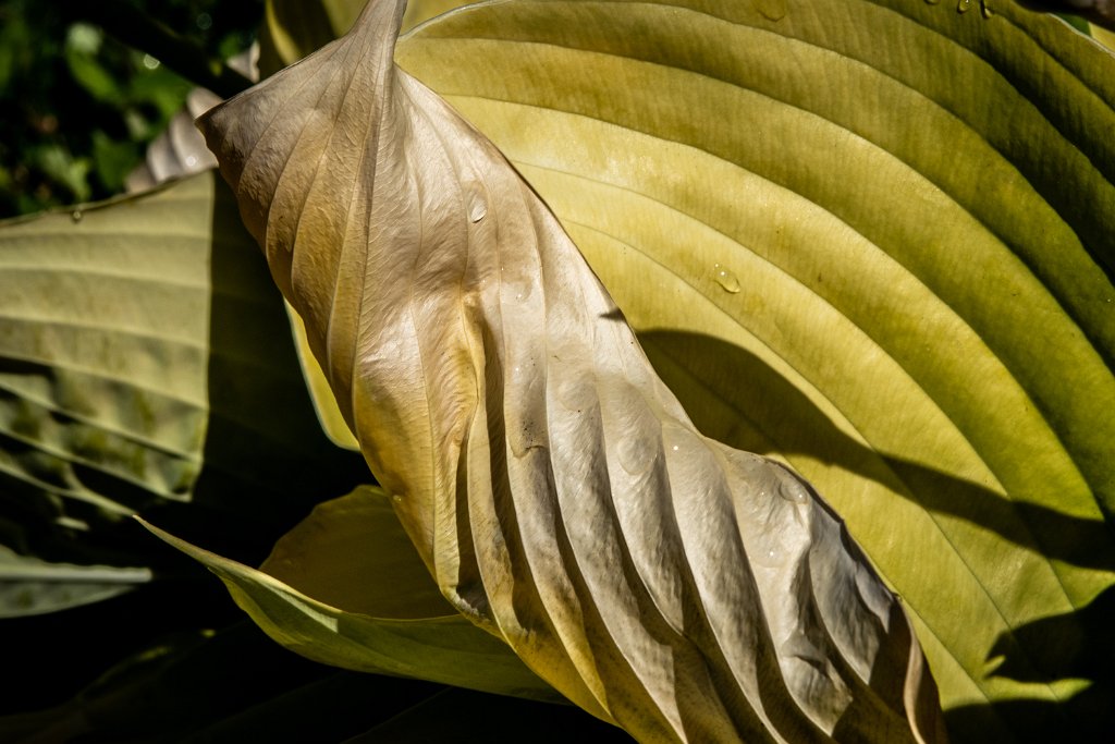 D85_1245.jpg - Unhappy Hosta