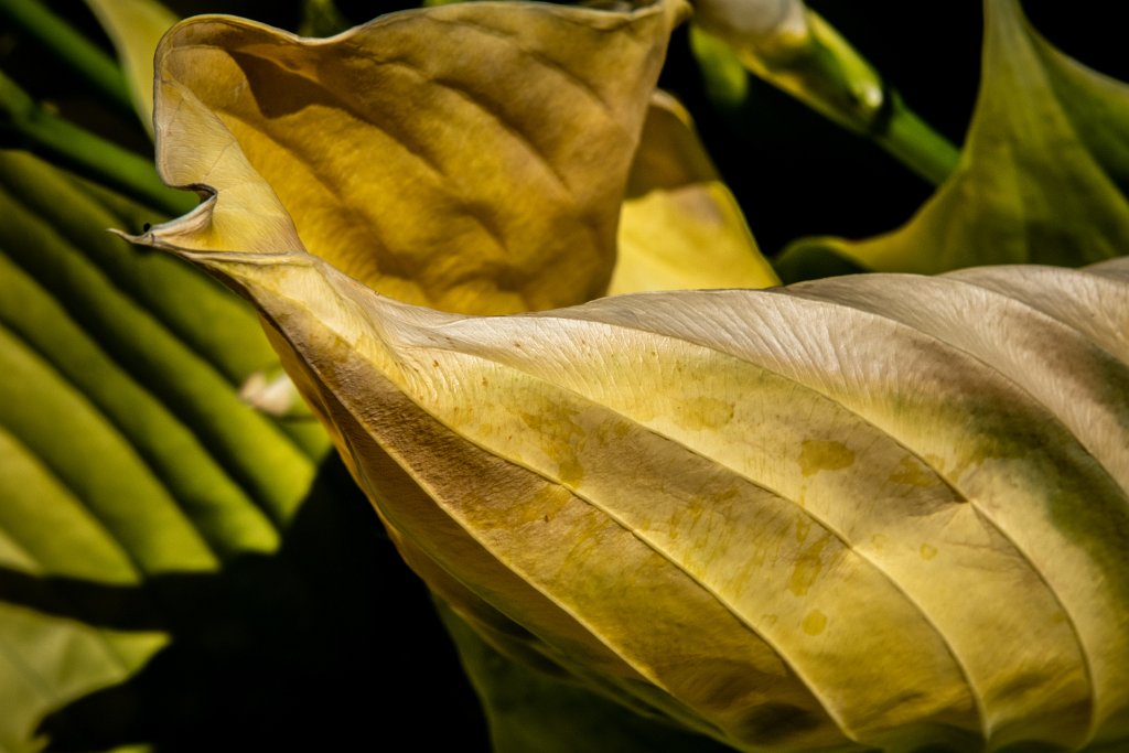 D85_1246.jpg - Unhappy Hosta