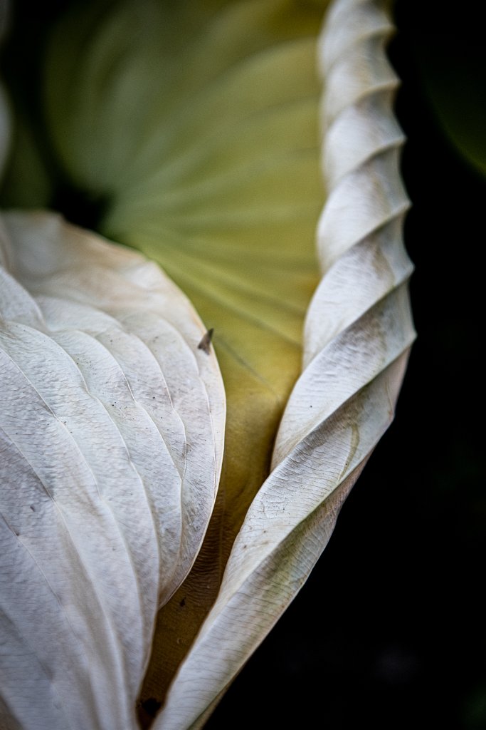 D85_1250.jpg - Unhappy Hosta