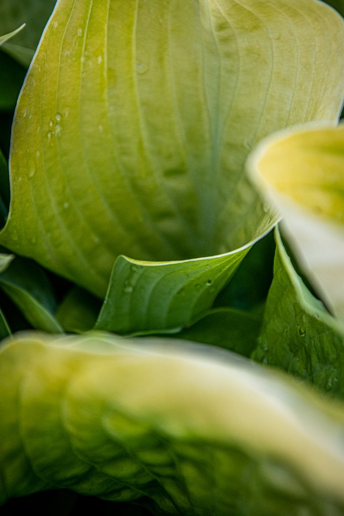 D85_1254.jpg - Unhappy Hosta