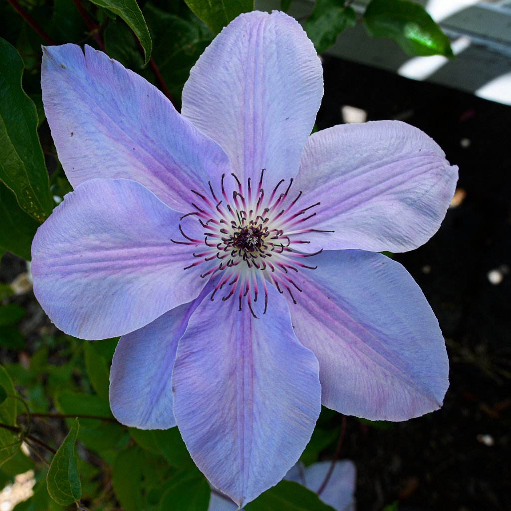 D05_4215.jpg - Clematis