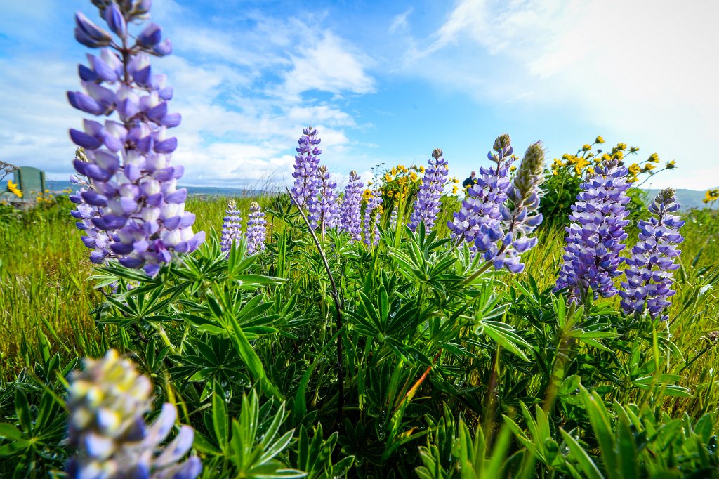 DSC_5332.jpg - Broad-Leaf Lupine