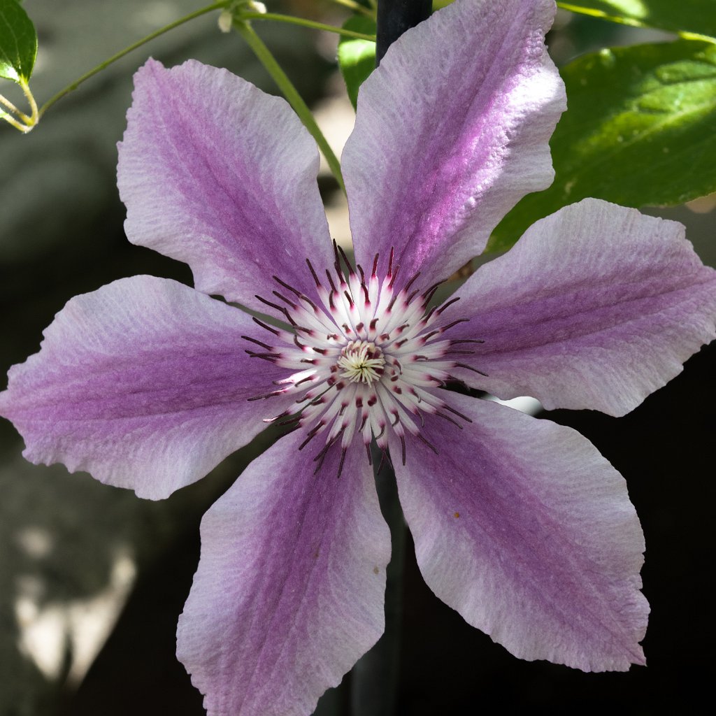 Z09_3216.jpg - Clematis