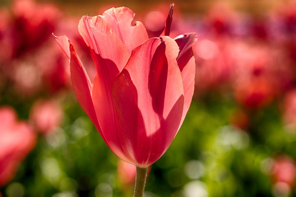 30S_7286_HDR.jpg - Tulip