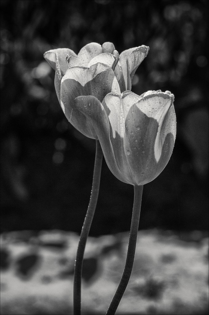 30S_7297-Edit.jpg - Tulip