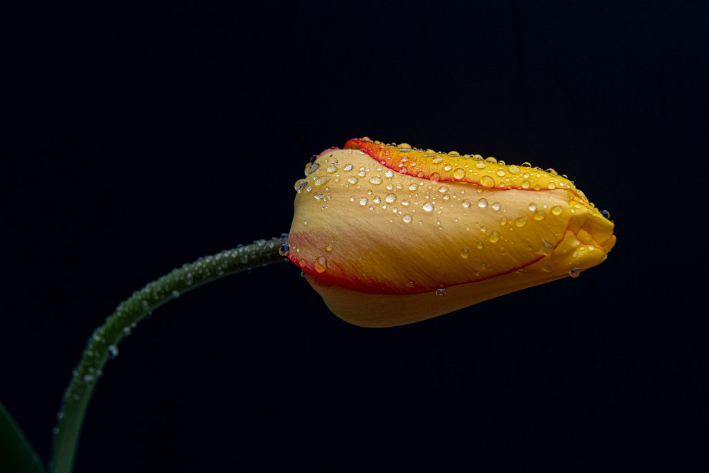 D05_9316.jpg - Tulip