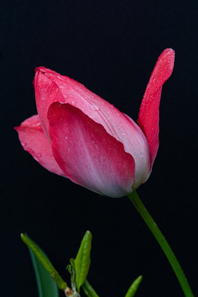 D05_9493-Edit.jpg - Tulip