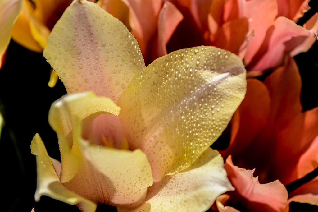 DSC_6824.jpg - Tulip