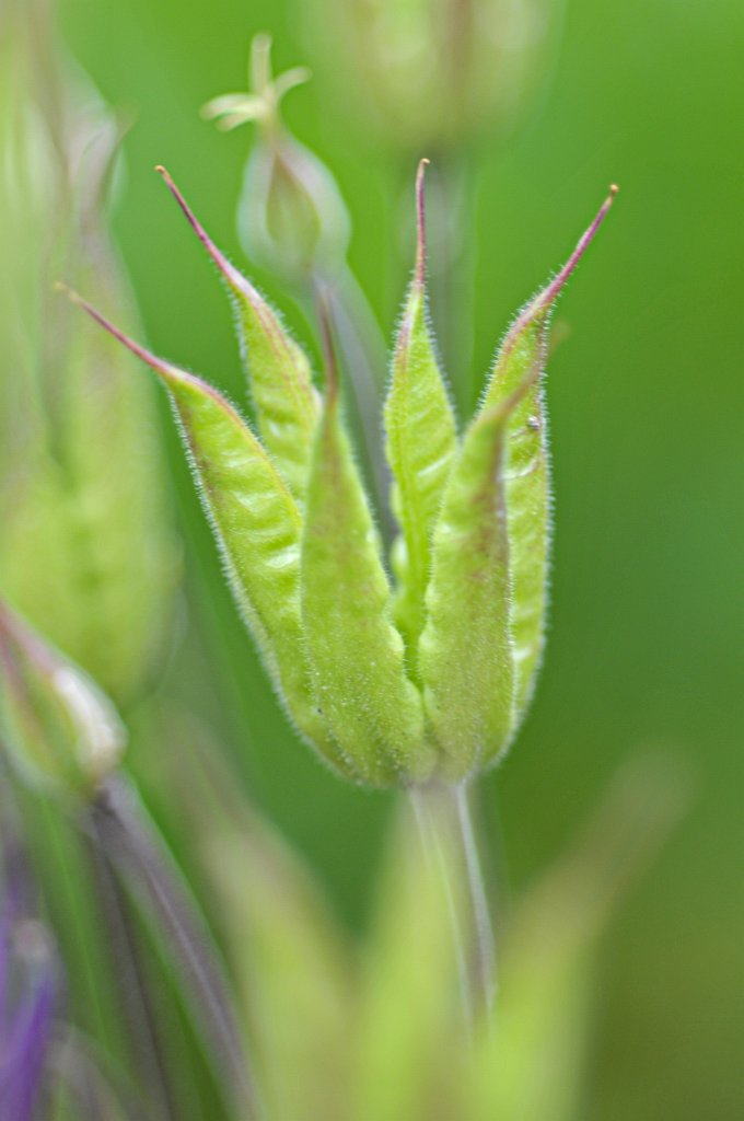 flowers-190.jpg - Green not so blur