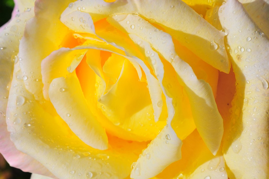 flowers-217.jpg - Yellow Rose (not of Texas)