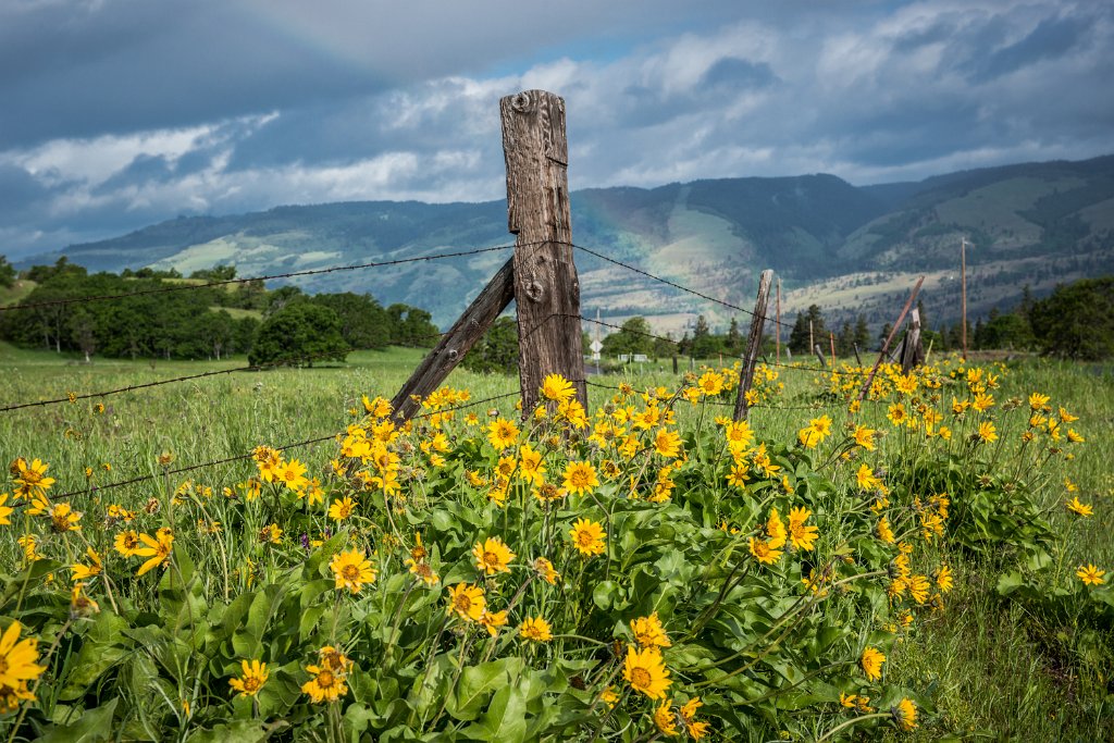 D80_3395.jpg - Fence and Balsamroot