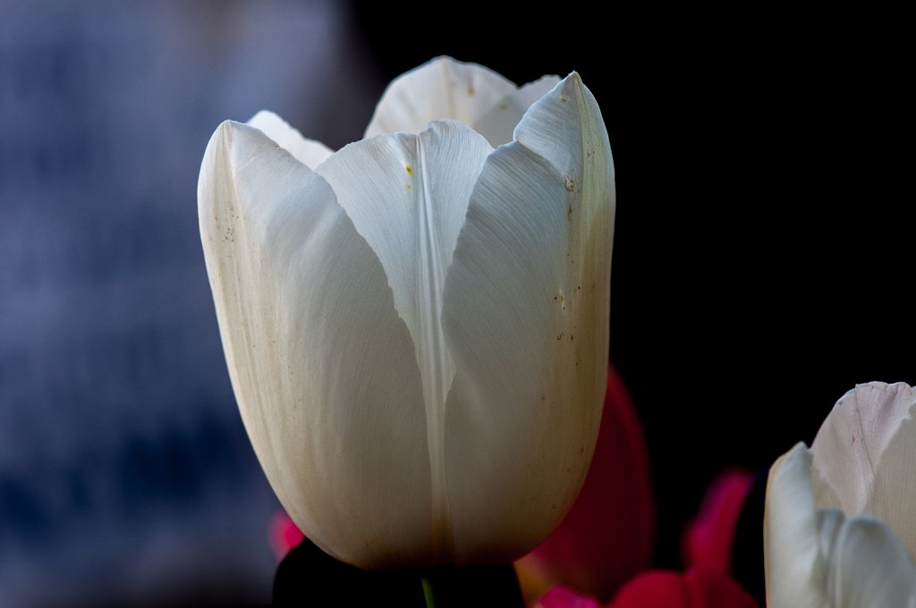 30S_7360.jpg - Tulip