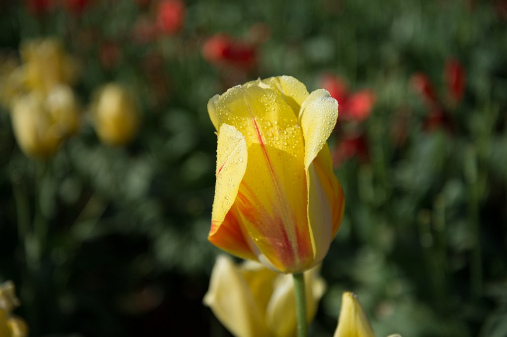 D04_6769.jpg - Tulip