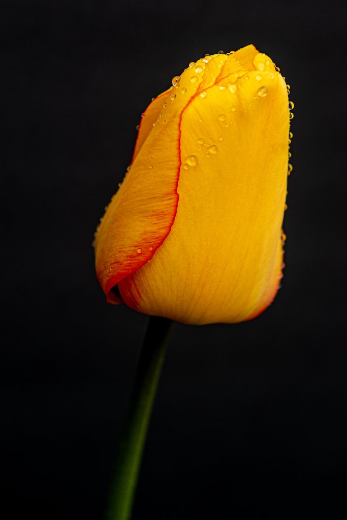 D05_9270.jpg - Tulip