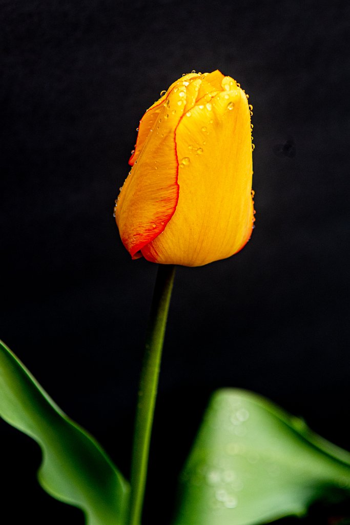 D05_9272.jpg - Tulip
