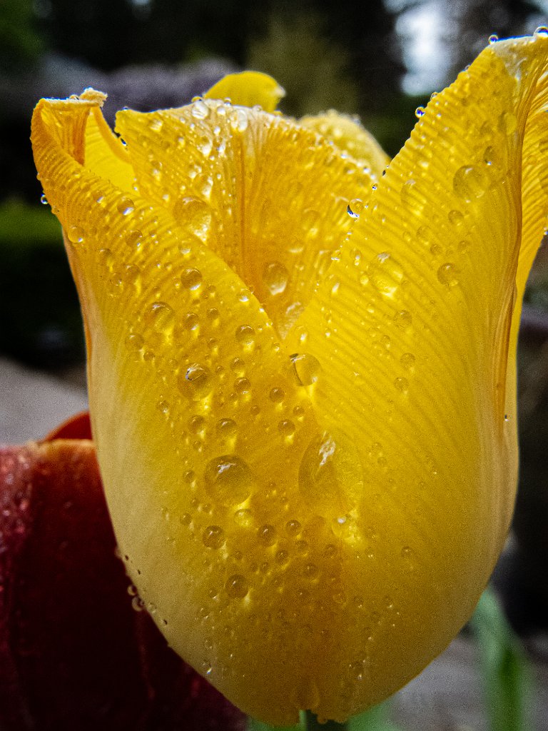 DSCN0234.jpg - tulip