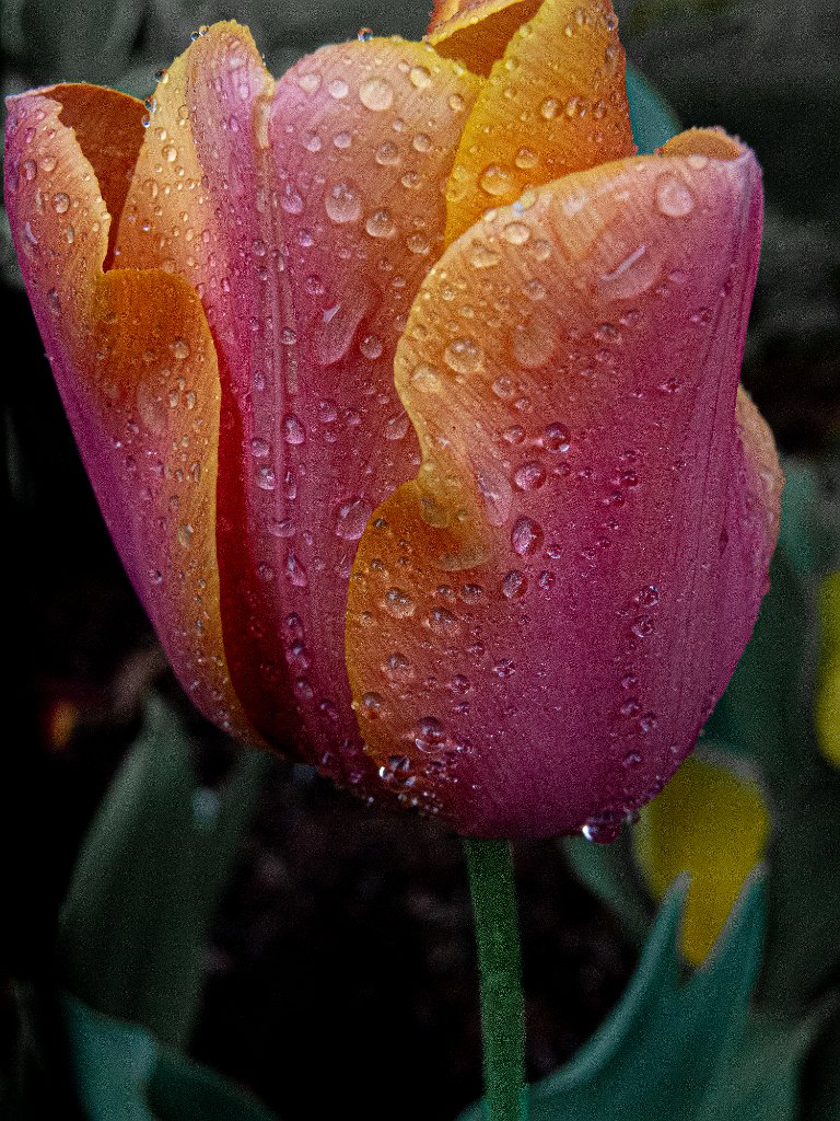 DSCN0255.jpg - tulip