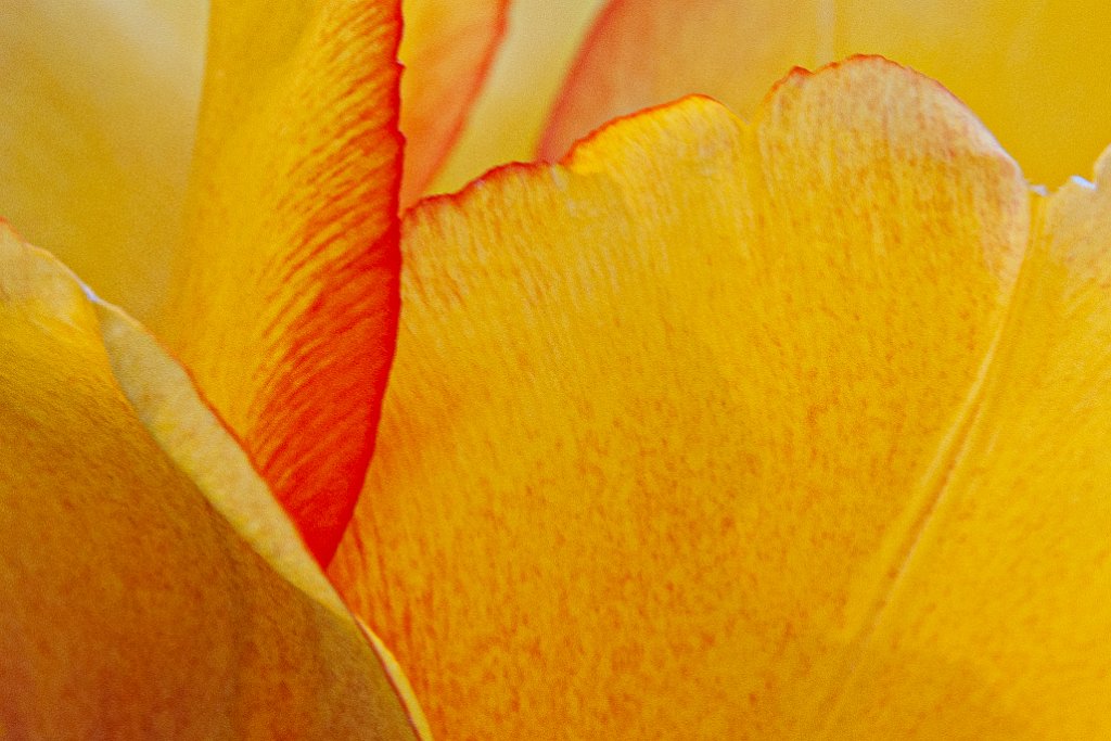 IMG_9376.jpg - tulip