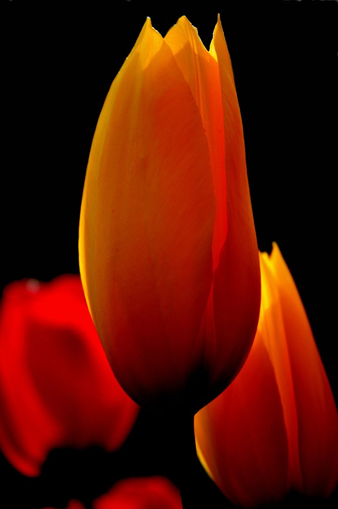 flower-1.jpg - Tulip