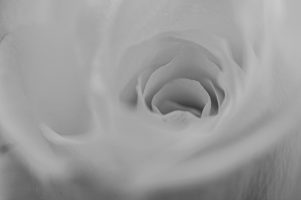 flower.Feb.2011-158.jpg - White