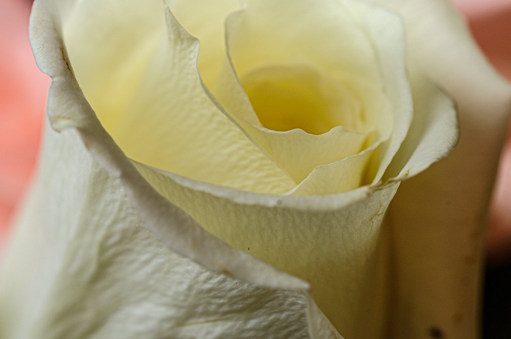 flower.Feb.2011-163.jpg - White