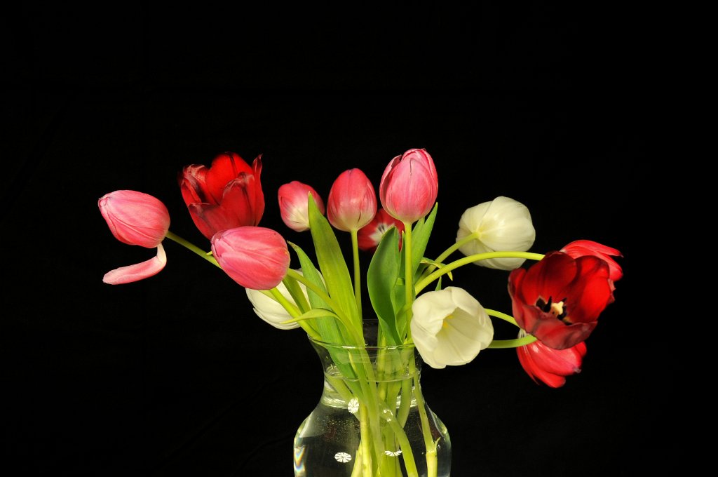 flowers-104.jpg - More than tu tulips