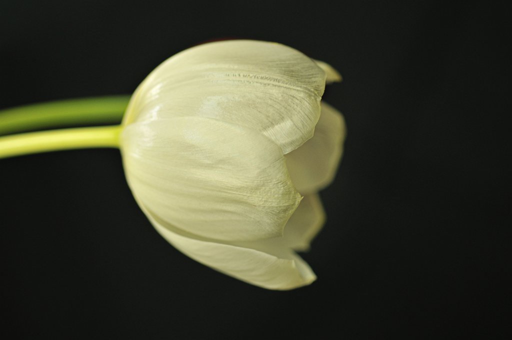 flowers-111.jpg - Tulip