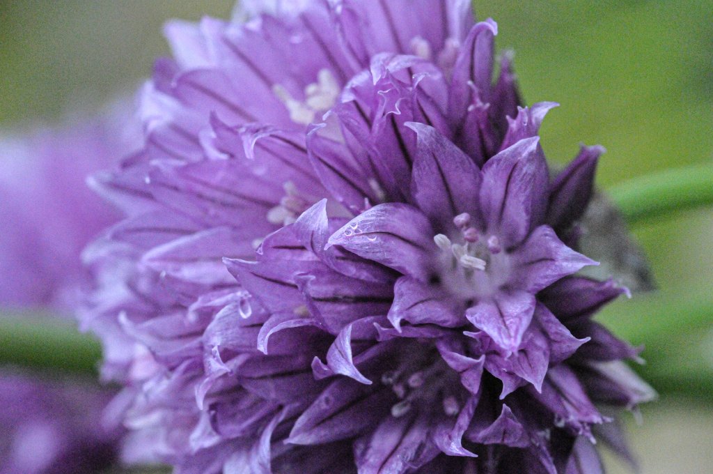 flowers-158.jpg - Purple