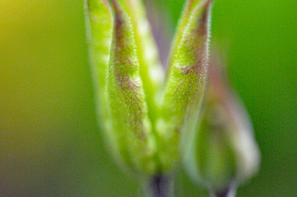 flowers-186.jpg - Green blur
