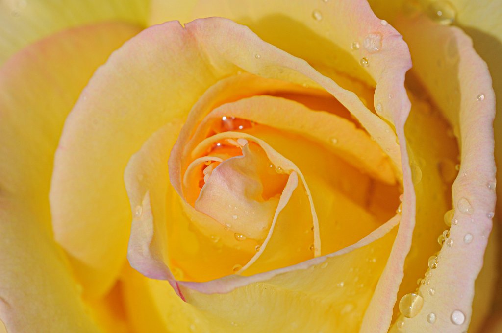 flowers-206.jpg - Yellow
