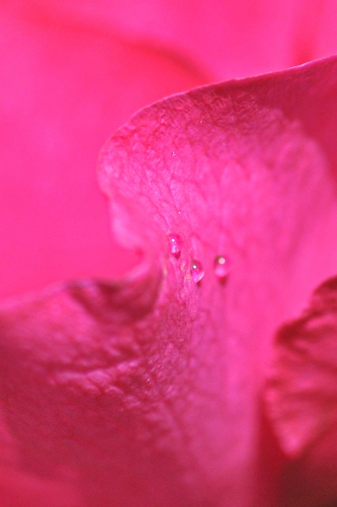 flowers-211.jpg - Three Drops