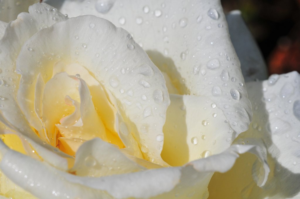 flowers-216.jpg - White Rose