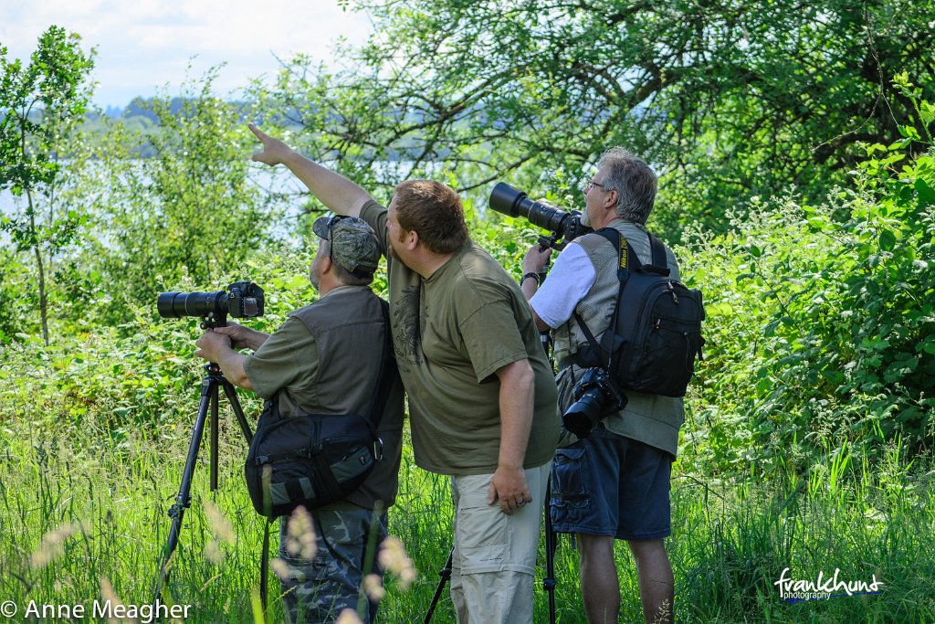 bird2.jpg - Sauvie Island, Eagle spotting