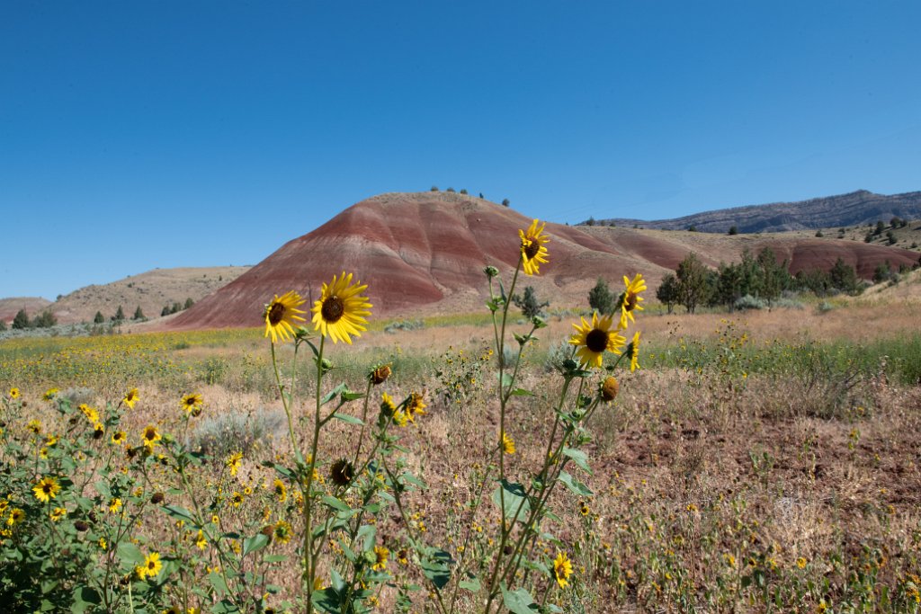D85_2149.jpg - Painted Hills Unit, John Day Fossil Beds