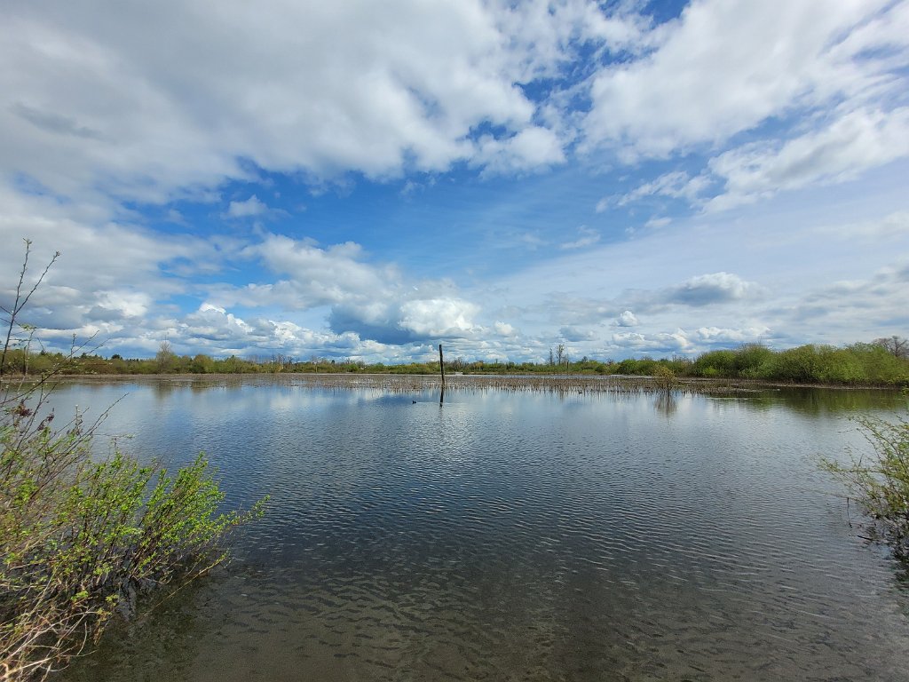 20240403_125302.jpg - Fernhill Wetlands