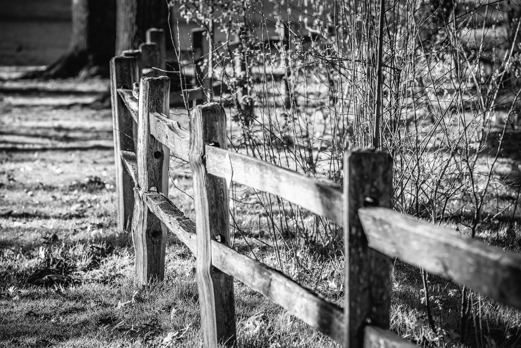 Z09_3184-Edit.jpg - Jackson Bottom Wildlife Refuge