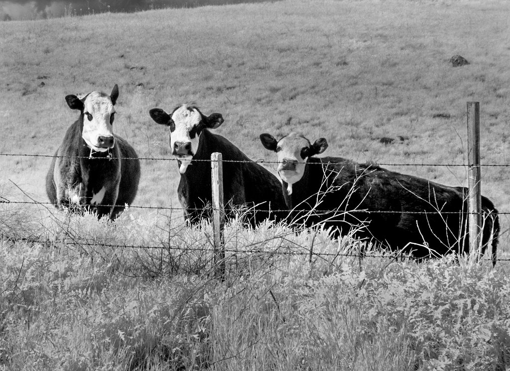 DSC_2022-Edit-Edit.jpg - Three Cows, Lostine, OR