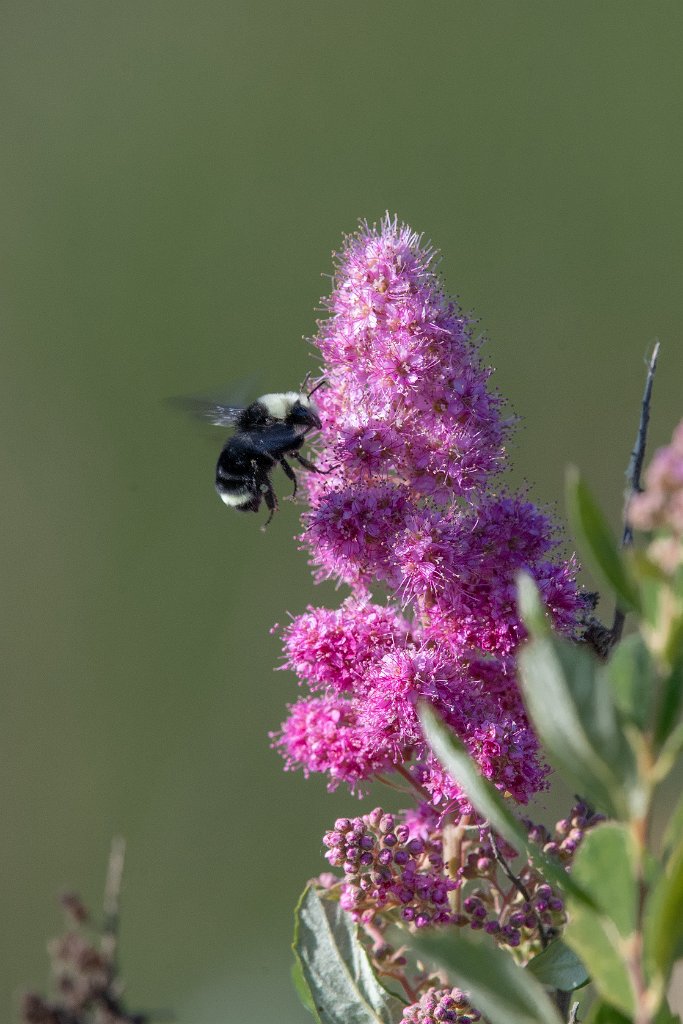 D05_4850.jpg - Bumble Bee
