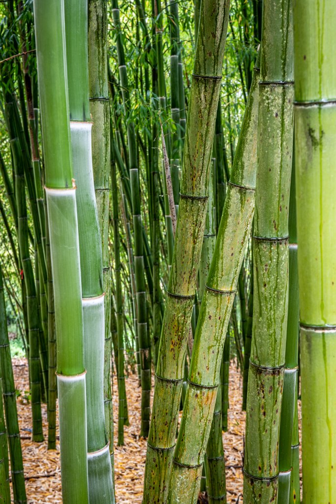 D80_0718.jpg - Bamboo Nursery