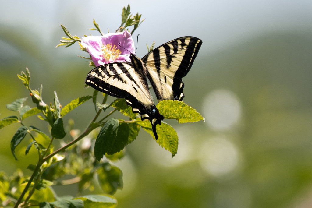 D85_1814.jpg - Swallowtail Butterfly