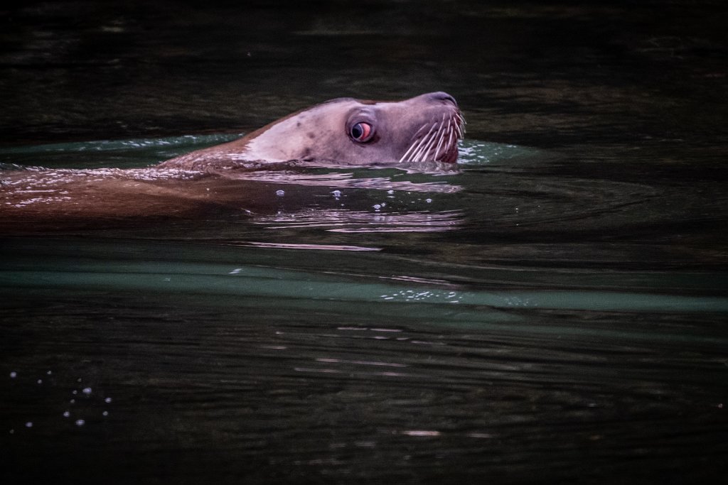 Z09_1045.jpg - Sea Lion, Lewis River, WA