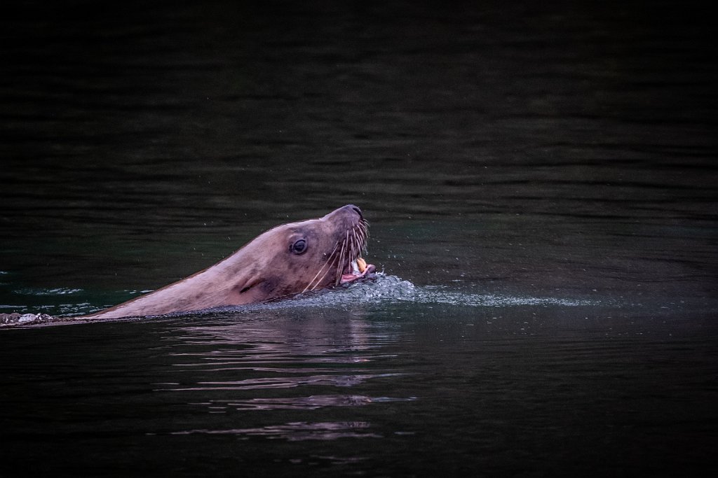 Z09_1156.jpg - Sea Lion, Lewis River, WA