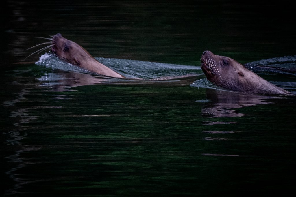 Z09_1281.jpg - Sea Lions, Lewis River, WA