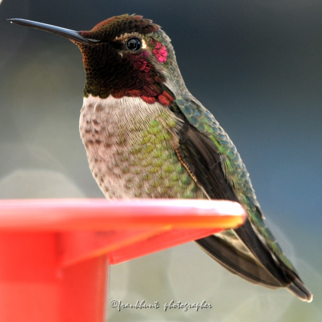 Hummingbird-1.jpg