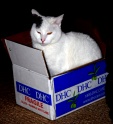 lucy_in_box