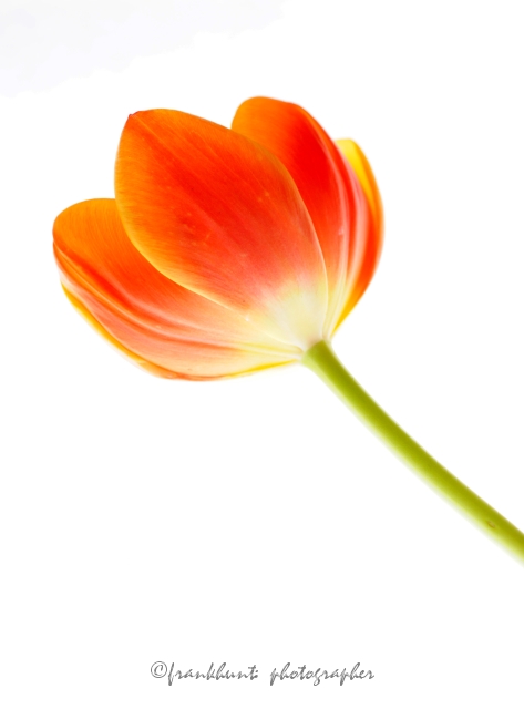 hi-Q-tulip.jpg