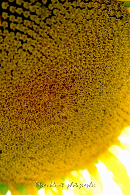 sunflower-1.jpg