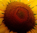 sunflower-5