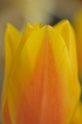 tulip-14